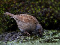 Heggemus  Heggemus bij Garderen : Prunella modularis