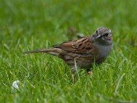 Heggenmus #02 : Prunella modularis, Dunnock, Heggenmus