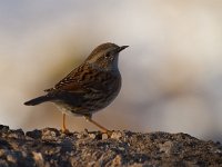 Heggemus  Heggemus zoekend naar voedsel : Prunella modularis