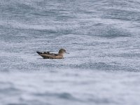 Puffinus griseus 2, Grauwe pijlstormvogel, Saxifraga-Luc Hoogenstein  Grauwe pijlstormvogel, gefotografeerd op volle zee op de Nederlandse territoriale wateren : water, brown, bruin, zeevogel, zee, North Sea, volle zee, The Netherlands, Nederland, sea, Noordzee, vogel, Grauwe pijlstormvogel, pelagisch, pelagic, Sooty Shearwater, bird, Puffinus griseus, marine, sea bird