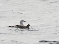 Puffinus griseus 3, Grauwe pijlstormvogel, Saxifraga-Luc Hoogenstein  Grauwe pijlstormvogel, gefotografeerd op volle zee op de Nederlandse territoriale wateren : sea, bruin, Puffinus griseus, bird, volle zee, Grauwe pijlstormvogel, Noordzee, pelagic, Nederland, Sooty Shearwater, water, pelagisch, brown, zeevogel, vogel, North Sea, sea bird, marine, The Netherlands, zee