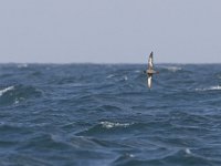 Puffinus griseus 5, Grauwe pijlstormvogel, Saxifraga-Luc Hoogenstein  Grauwe pijlstormvogel, gefotografeerd op volle zee op de Nederlandse territoriale wateren : The Netherlands, Sooty Shearwater, bird, brown, Nederland, sea bird, vogel, volle zee, marine, Grauwe pijlstormvogel, zee, bruin, zeevogel, pelagisch, pelagic, sea, Puffinus griseus, North Sea, Noordzee, water