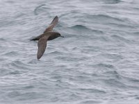 Puffinus griseus 7, Grauwe pijlstormvogel, Saxifraga-Luc Hoogenstein  Grauwe pijlstormvogel, gefotografeerd op volle zee op de Nederlandse territoriale wateren : water, pelagic, The Netherlands, North Sea, zee, Sooty Shearwater, Grauwe pijlstormvogel, sea, pelagisch, bird, Puffinus griseus, zeevogel, sea bird, bruin, Nederland, volle zee, Noordzee, brown, marine, vogel