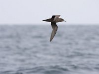 Puffinus griseus 9, Grauwe pijlstormvogel, Saxifraga-Luc Hoogenstein  Grauwe pijlstormvogel, gefotografeerd op volle zee op de Nederlandse territoriale wateren : Grauwe pijlstormvogel, volle zee, North Sea, zee, Noordzee, pelagisch, bird, Sooty Shearwater, sea, vogel, bruin, pelagic, water, Nederland, marine, zeevogel, sea bird, Puffinus griseus, brown, The Netherlands