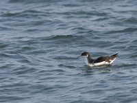 Puffinus puffinus 1, Noordse pijlstormvogel, Saxifraga-Mark Zekhuis