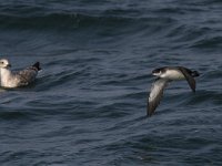 Puffinus puffinus 2, Noordse pijlstormvogel, Saxifraga-Mark Zekhuis