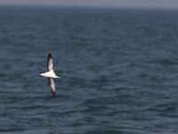 Puffinus puffinus 3, Noordse pijlstormvogel, Saxifraga-Mark Zekhuis