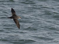 Puffinus puffinus 4, Noordse pijlstormvogel, Saxifraga-Mark Zekhuis