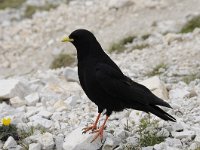 Pyrrhocorax graculus 49, Alpenkauw Saxifraga-Luuk Vermeer