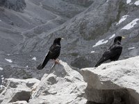 Pyrrhocorax graculus 53, Alpenkauw, Saxifraga-Willem van Kruijsbergen