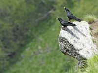 Pyrrhocorax pyrrhocorax 10, Alpenkraai, Saxifraga-Tom Heijnen