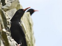 Pyrrhocorax pyrrhocorax 8, Alpenkraai, Saxifraga-Tom Heijnen