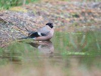 Pyrrhula pyrrhula 27, Goudvink, Saxifraga-Luuk Vermeer