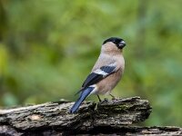 Pyrrhula pyrrhula 94, Goudvink, adult, female, Saxifraga-Theo Verstrael