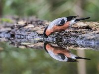 Pyrrhula pyrrhula 98, Goudvink, adult, male, Saxifraga-Theo Verstrael