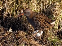 Rallus aquaticus 30, Waterral, Saxifraga-Bart vastenhouw