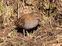 Rallus aquaticus 34, Waterral, Saxifraga-Bart vastenhouw