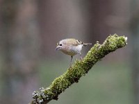 Regulus regulus 83, Goudhaan, Saxifraga-Luuk Vermeer