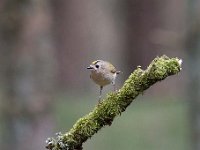 Regulus regulus 84, Goudhaan, Saxifraga-Luuk Vermeer