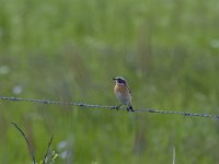 Saxicola rubetra 21, Paapje, Saxifraga-Jan Nijendijk