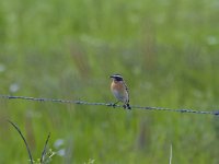 Saxicola rubetra 22, Paapje, Saxifraga-Jan Nijendijk