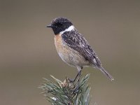 Saxicola rubicola 10, Roodborsttapuit, male, Saxifraga-Mark Zekhuis