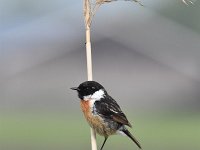 Saxicola rubicola 102, Roodborsttapuit, Saxifraga-Luuk Vermeer