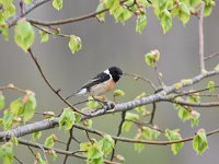 Saxicola rubicola 106, Roodborsttapuit, Saxifraga-Luuk Vermeer