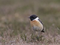 Saxicola rubicola 11, Roodborsttapuit, male, Saxifraga-Mark Zekhuis