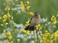 Saxicola rubicola 110, Roodborsttapuit, Saxifraga-Luuk Vermeer