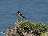 Saxicola rubicola 125, Roodborsttapuit, Saxifraga-Willem van Kruijsbergen