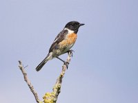 Saxicola rubicola 128, Roodborsttapuit, Saxifraga-Tom Heijnen