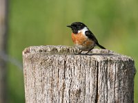 Saxicola rubicola 132, Roodborsttapuit, Saxifraga-Tom Heijnen