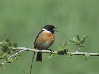 Saxicola rubicola 3, Roodborsttapuit, male, Saxifraga-Jan van der Straaten