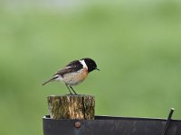 Saxicola rubicola 31, Roodborsttapuit, Saxifraga-Luuk Vermeer