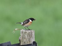 Saxicola rubicola 38, Roodborsttapuit, Saxifraga-Luuk Vermeer