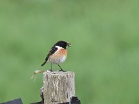 Saxicola rubicola 42, Roodborsttapuit, Saxifraga-Luuk Vermeer