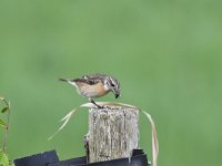 Saxicola rubicola 49, Roodborsttapuit, Saxifraga-Luuk Vermeer