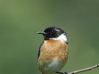 Saxicola rubicola 5, Roodborsttapuit, male, Saxifraga-Jan van der Straaten