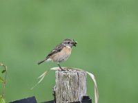 Saxicola rubicola 50, Roodborsttapuit, Saxifraga-Luuk Vermeer