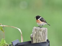 Saxicola rubicola 59, Roodborsttapuit, Saxifraga-Luuk Vermeer