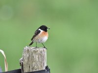 Saxicola rubicola 60, Roodborsttapuit, Saxifraga-Luuk Vermeer