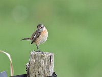 Saxicola rubicola 64, Roodborsttapuit, Saxifraga-Luuk Vermeer