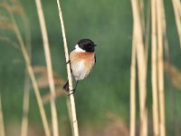 Saxicola rubicola 73, Roodborsttapuit, Saxifraga-Luuk Vermeer