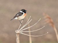 Saxicola rubicola 77, Roodborsttapuit, Saxifraga-Luuk Vermeer