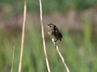 Saxicola rubicola 86, Roodborsttapuit, Saxifraga-Luuk Vermeer