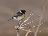 Saxicola rubicola 87, Roodborsttapuit, Saxifraga-Luuk Vermeer