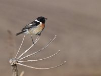 Saxicola rubicola 89, Roodborsttapuit, Saxifraga-Luuk Vermeer