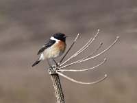 Saxicola rubicola 91, Roodborsttapuit, Saxifraga-Luuk Vermeer