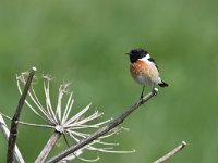 Saxicola rubicola 92, Roodborsttapuit, Saxifraga-Luuk Vermeer